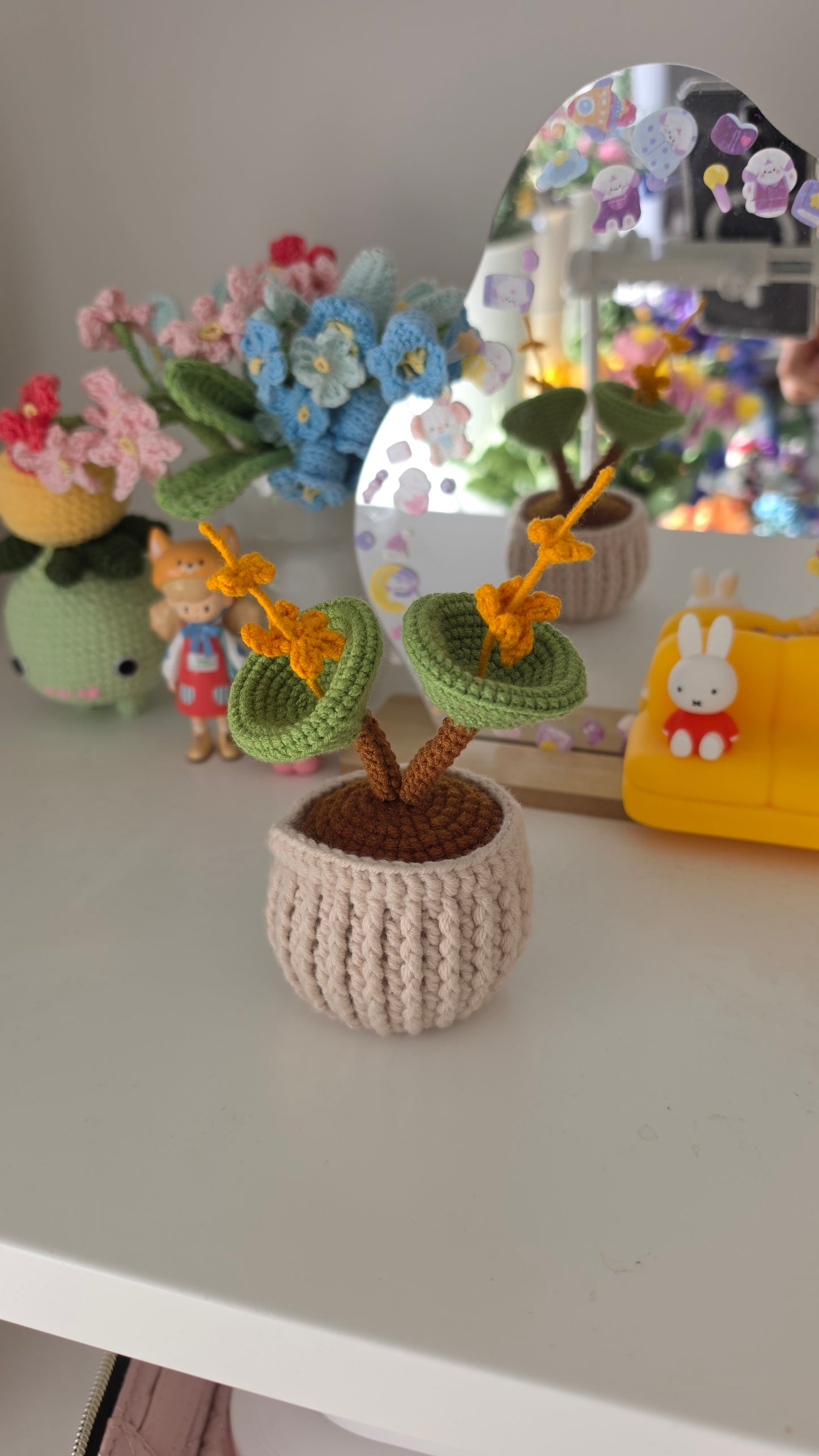Crassula Succulent Plant