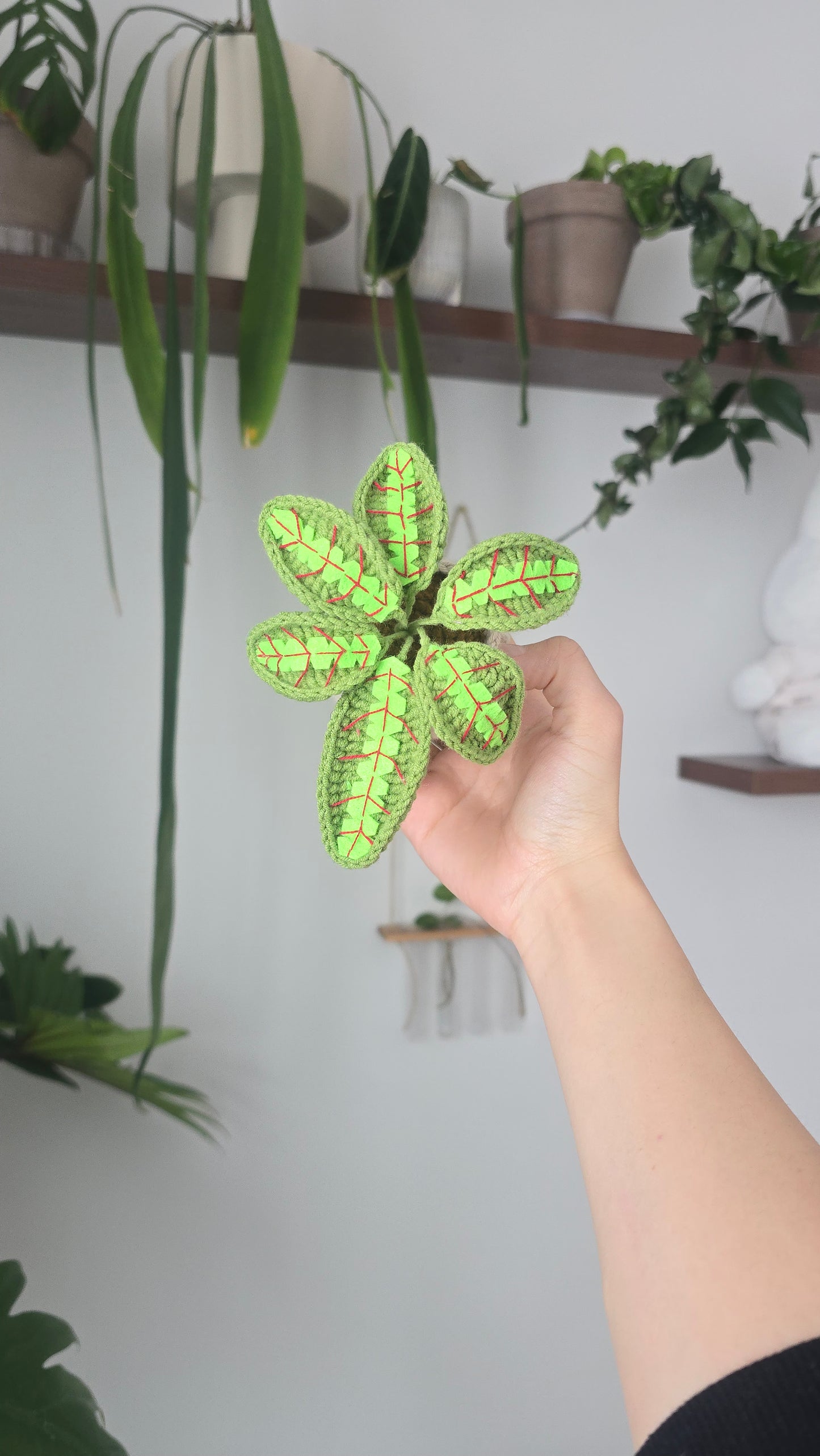 Calathea